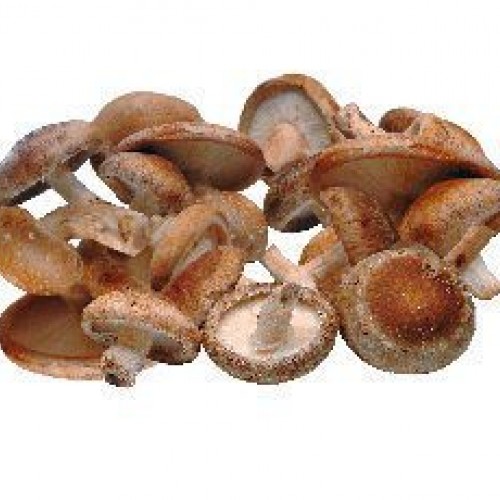 ΒΙΟ Μανιτάρια Shiitake