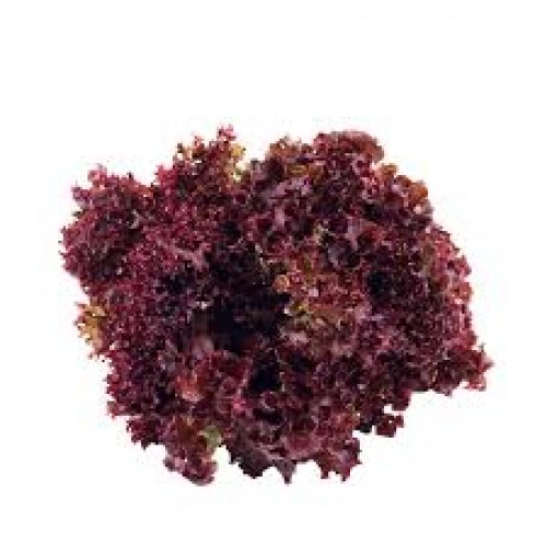 ΒΙΟ Σαλάτα Λόλο Ρόσσο 