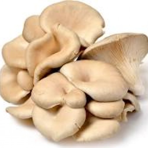 ΒΙΟ Μανιτάρια πλευρώτους 