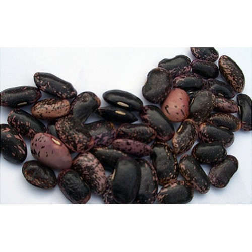 Γίγαντες έγχρωμοι